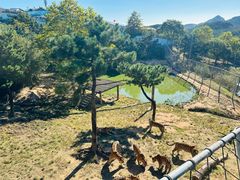 -西霞口神雕山野生动物世界