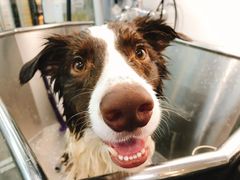 -PETKIT小佩宠物(古北店)