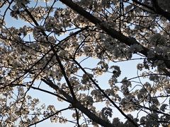 -高东镇樱花园
