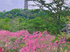 -顺峰山公园