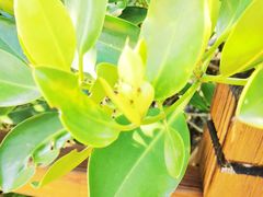 -东寨港红树林旅游区