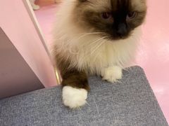 -爪爪喵星球·猫舍(前海卓越店)