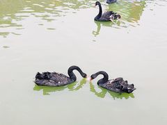 -无锡动物园·太湖欢乐园