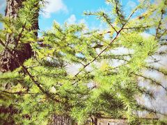 -塞罕坝国家级自然保护区