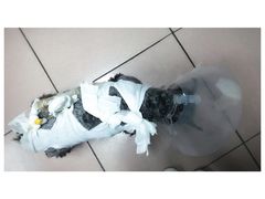-北京观赏动物医院·24小时大型综合·猫专科·异宠专科