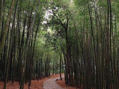 -西湖风景区十里琅珰-五云山