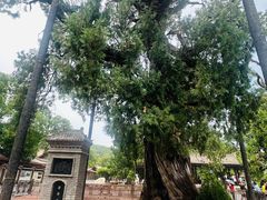 -黄帝陵