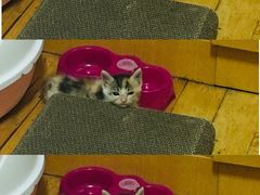 -乐派堂宠物医院·猫友好· 心脏科(东街店)