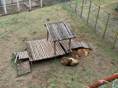 -青藏高原野生动物园