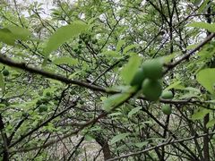 -广东花都湖国家湿地公园