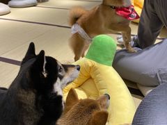 -逗柴咖啡屋·狗咖猫咖宠物桌游