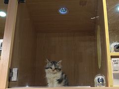 -爪爪喵星球·猫舍(卓悦中心店)