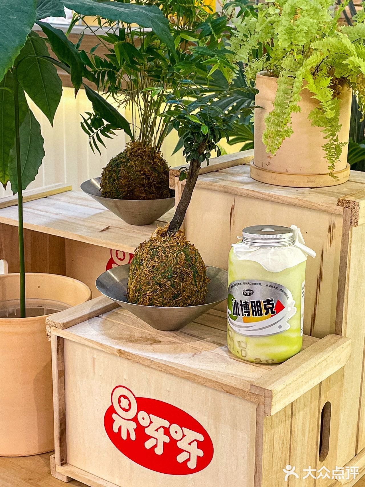 《关于我在长沙种下牛油果🥑这件事》