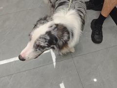 -贝利宠物医院·骨科·眼科·肿瘤转诊中心(南坪诊疗中心)
