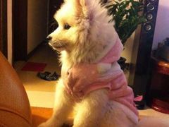 -彩虹桥宠物火化殡葬善终服务(金乐大厦店)