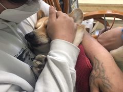 -达爱动物医院·犬猫分区·CT·复杂眼科(远洋山水分院)
