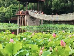 -荷塘月色湿地公园·向阳花洲