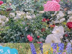 -人民公园(罗湖区)