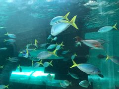 -悉尼海洋生物水族馆