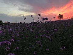 -大塘金香草谷
