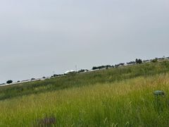 -敕勒川草原