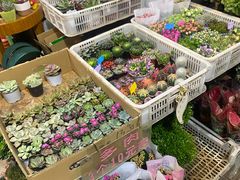 -溪岸路花鸟市场