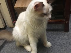 -猫色咖啡·猫咖