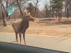 -秦皇岛野生动物园