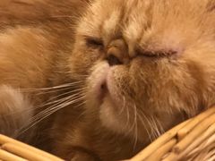 -猫友咖啡店(玉林西路店)