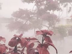 -荷兰花海