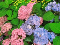 -广西壮族自治区药用植物园