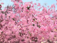 -南汇桃花村