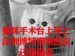 -博特宠物医院24h犬猫全科.骨科·异宠