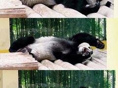 -杭州野生动物世界