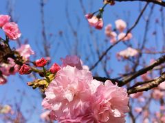 -天适樱花悠乐园