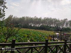 -合肥滨湖国家森林公园