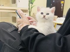 -柚子猫舍·精品猫舍购猫·猫咪认养·购宠·宠物店