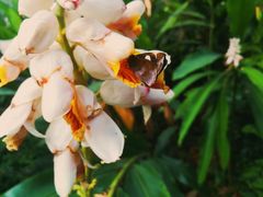 -中国科学院华南植物园