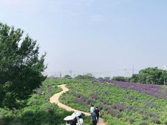 -大塘金香草谷