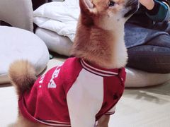 -逗柴咖啡屋·狗咖猫咖宠物桌游