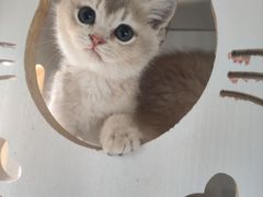 -东方名猫馆·英短金渐层布偶猫舍(环线广场1号楼店)