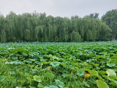 -莲花池公园