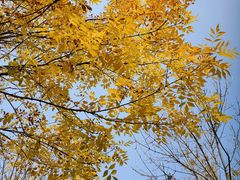 -淇河国家湿地公园