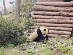 -中国大熊猫保护研究中心雅安碧峰峡基地
