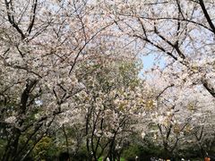 -苏州上方山国家森林公园
