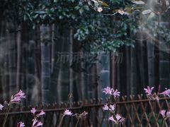 -杭州植物园