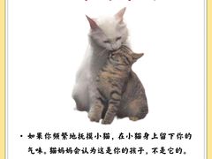 -猫十亿·布偶金渐层·曼基康矮脚猫舍(青年路店)