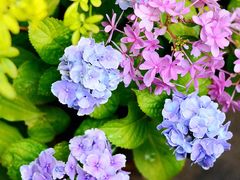 -杭州植物园