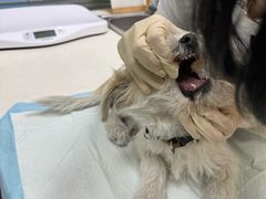 -美美宠物诊疗中心·异宠·骨科(滨江东信分院)
