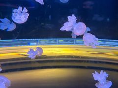 -欢乐海岸海洋奇梦馆